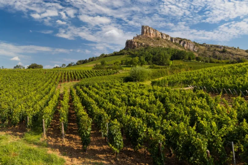 Achter de velden van wijngaarden die vol in bloei staan, ligt de rots van Solutré die uitsteekt boven het landschap van de Bourgogne. 