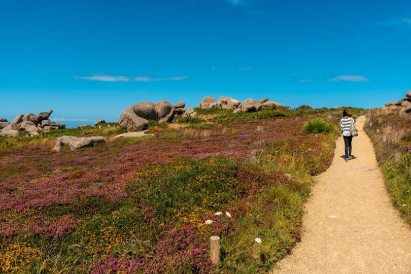 Een vrouw wandelt over een aangelegd pad tussen paarse heidebloemen langs de roze granietkust van Bretagne.