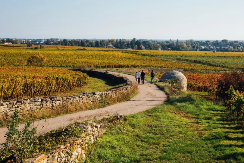 Vier mensen die aan het wandelen zijn over een landweggetje tussen de herfstkleurige wijngaarden met uitzicht op Franse huisjes die tussen groene bomen staan.