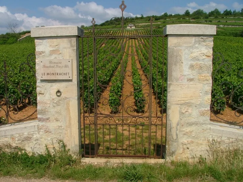 Een lage stenen muurtje met twee verhogingen met een hek voor de wijngrond van Le Montrachet die veel groene wijngaarden achter zich heeft.
