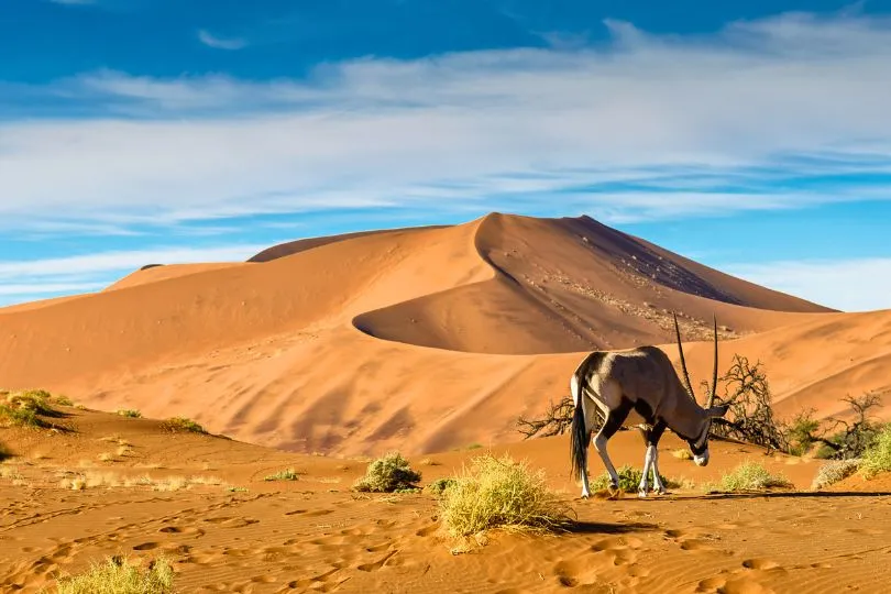 Oryxantilope futtert an einigen Gräsern zwischen den Sanddünen von Sossusvlei in der Namibwüste.
