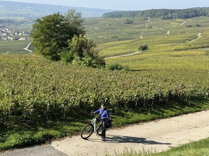 Een fietser rijdt langs uitgestrekte wijngaarden op glooiende heuvels, waar smalle paden zich door het groene landschap slingeren.