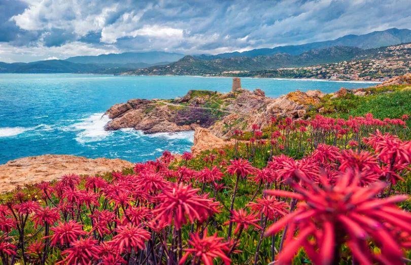 Een kleurrijke bloemenzee langs een ruige kust kijkt uit over de helderblauwe zee, met bergen en een kleine toren op de achtergrond.