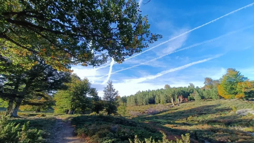 Een rustig natuurgebied met een wandelpad slingert tussen bomen en heidevelden, onder een heldere blauwe lucht met witte vliegtuigstrepen.