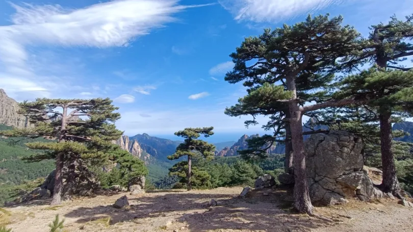 Een ruig berglandschap met karakteristieke dennenbomen biedt een weids uitzicht over rotsachtige bergtoppen onder een heldere blauwe lucht.