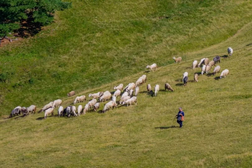 Een herder met kudde schapen in een veld in Montenegro.