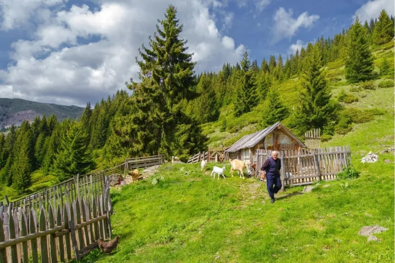 Een oude herder tussen zijn geiten in Montenegro.