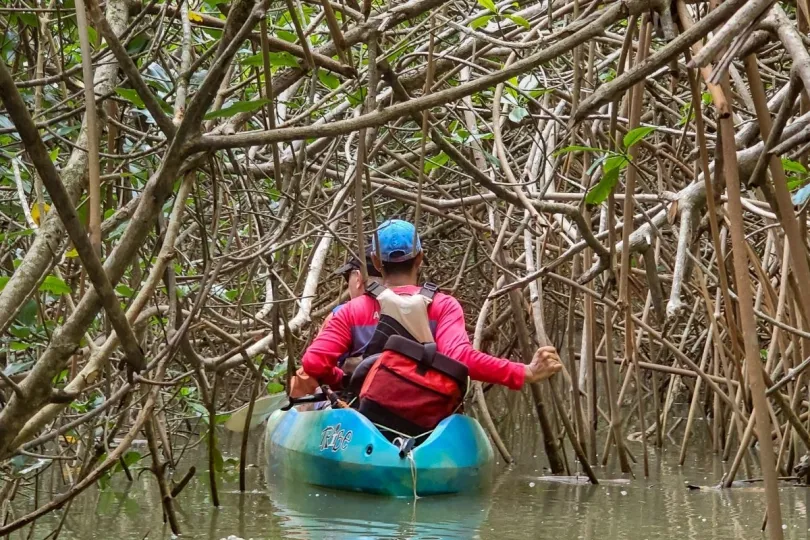 Kajakken in de mangrove in costa rica.