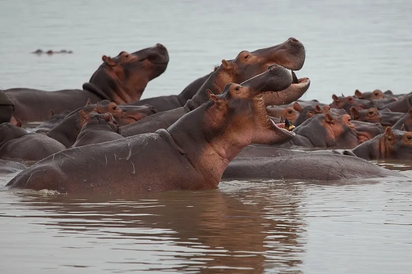 Een groep nijlpaarden ligt dicht bij elkaar in het water.