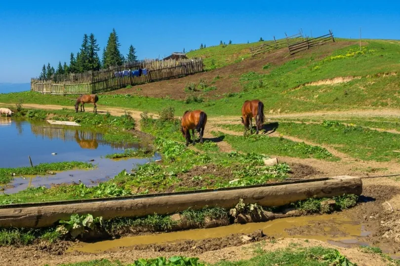 Paarden grazen bij een meertje in Montenegro.