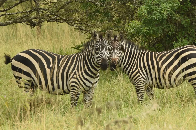 Twee zebra’s staan tussen het hoge gras in de savanne.