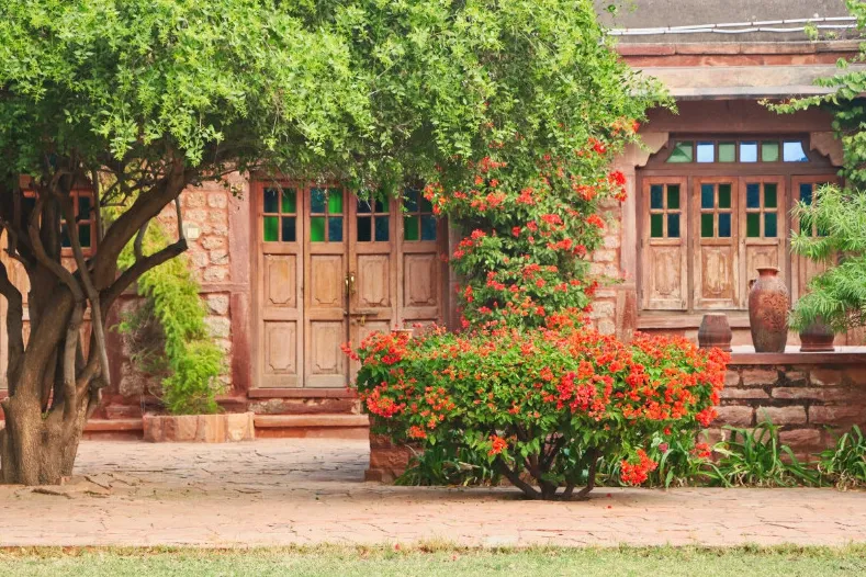 India Chandalao Garh homestay met een boom - LIMITED RIGHTS Daisy.