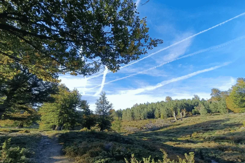 Wandelpad door een open bos met heide en een blauwe lucht.
