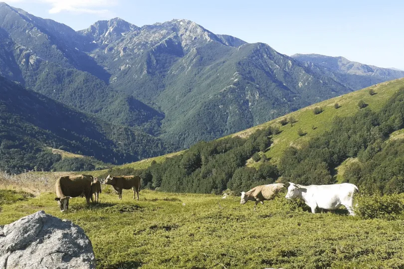 Koeien grazen in een groene bergweide met hoge bergen op de achtergrond.