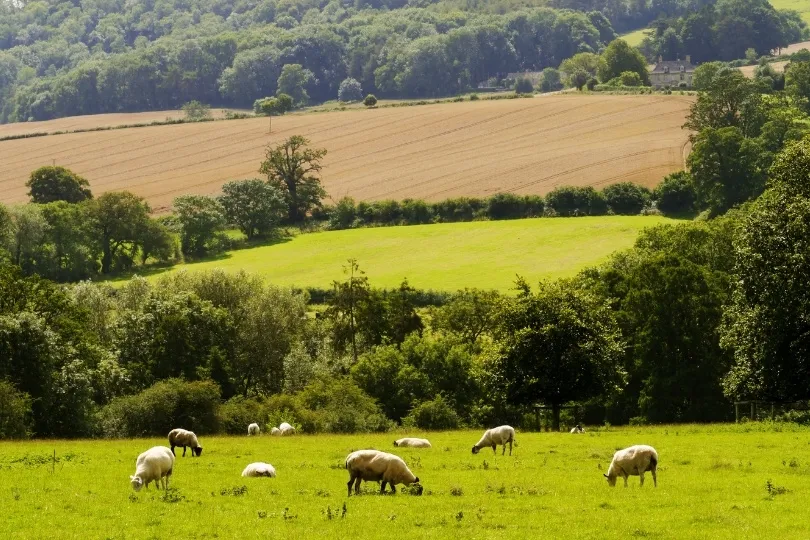 Schapen grazen in een glooiend landschap met groene weilanden, akkers en bossen.
