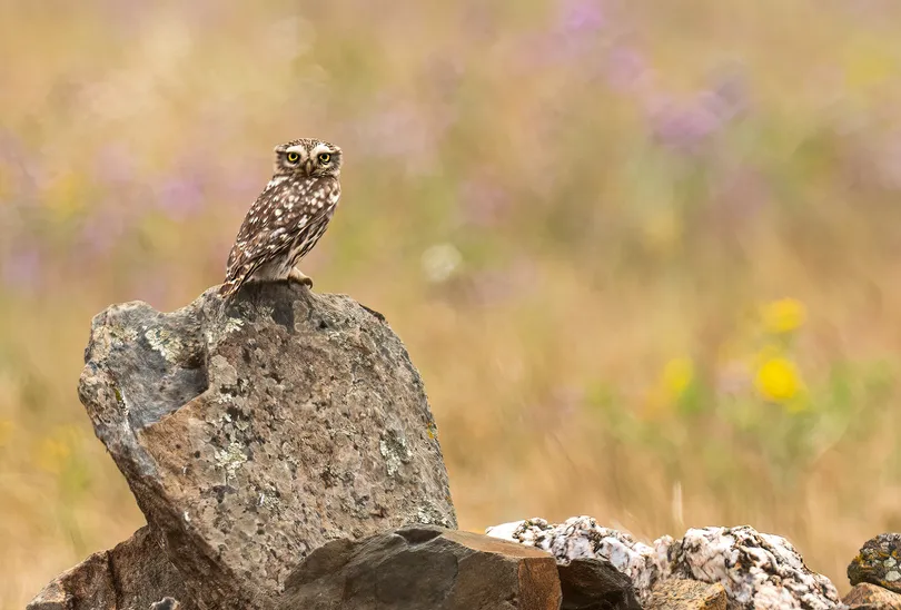 Uil zit op een steen in de natuur van Extremadura.
