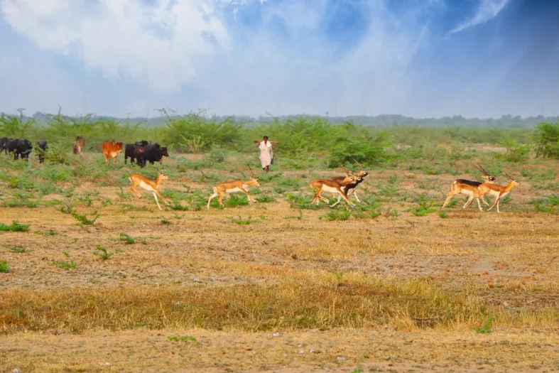 Rennende dieren in India Chandalao Safari Park - LIMITED RIGHTS Daisy.