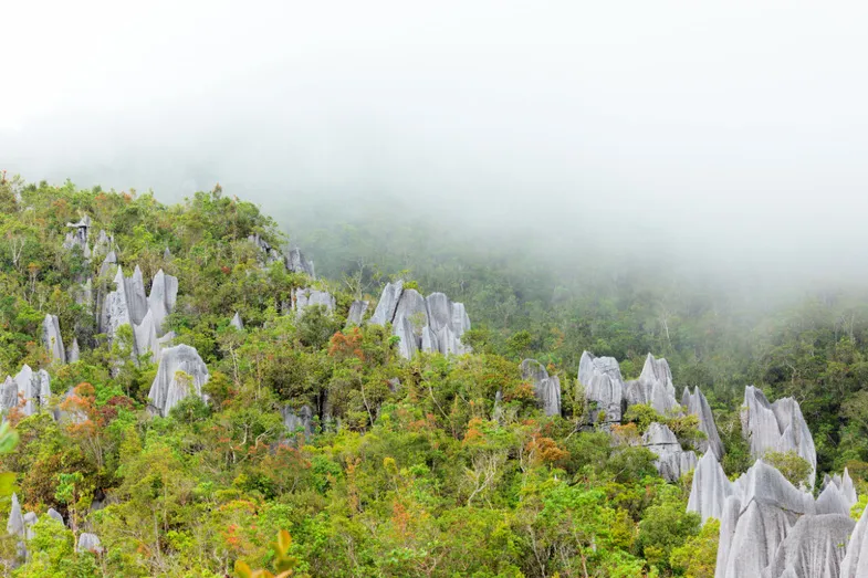 Maleisisch Borneo - kalkstenen hoge rotsen in het Mulu National Park tussen bomen.