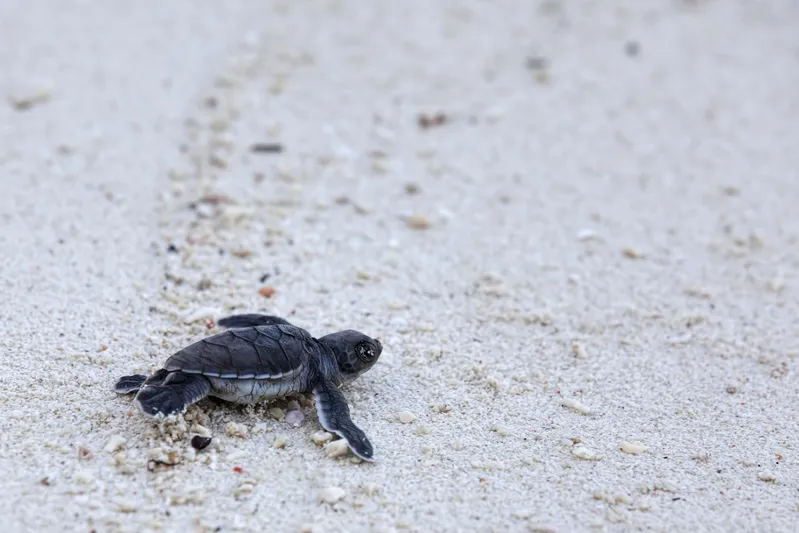 Maleisisch Borneo klein schildpadje in het zand.