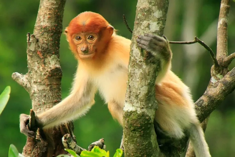 Wildlife vakantie Maleisisch Borneo - aapje in de boom in Sepilok.