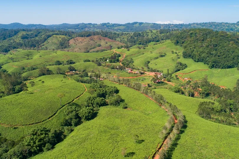 Groene heuvels en theevelden in de Usambara Mountains in Tanzania.