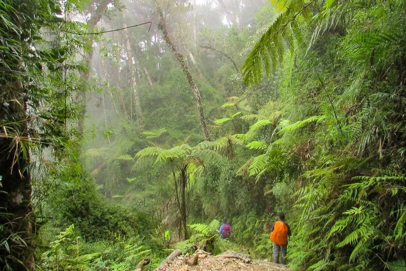 Maleisisch Borneo - reiziger aan het hiken in het Kinabula Park.