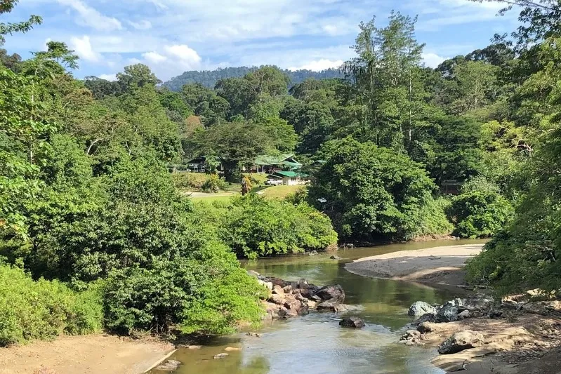 Borneo hotels - rivier tussen de bomen in de Danum Valley.