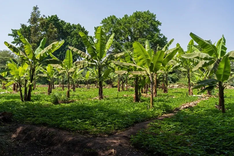 Bananenbomen in Tanzania.