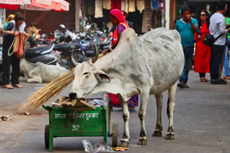 Plasticvrij reizen India - witte koe in  de straten van India.