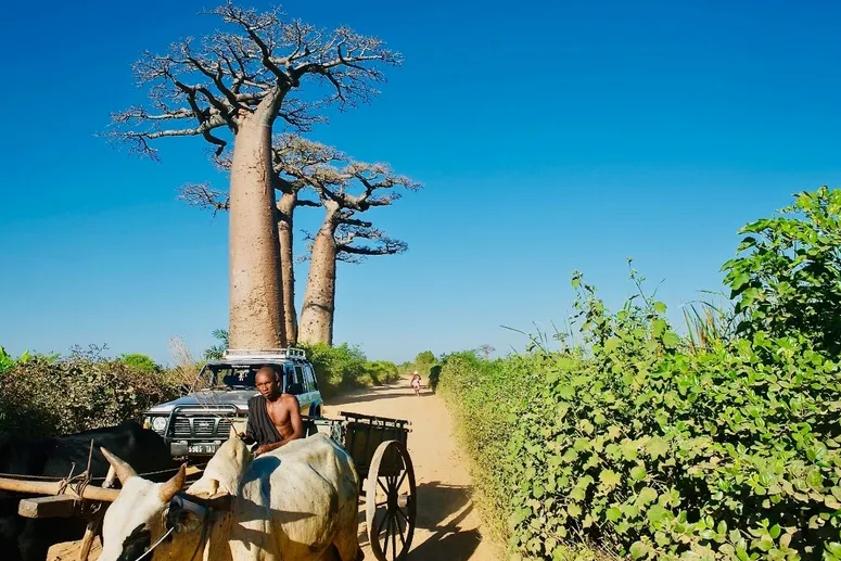 Madagaskar roadtrip - koeien en een auto voor baobab bomen in Bepopaka.