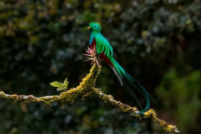 Een quetzal in Costa Rica.