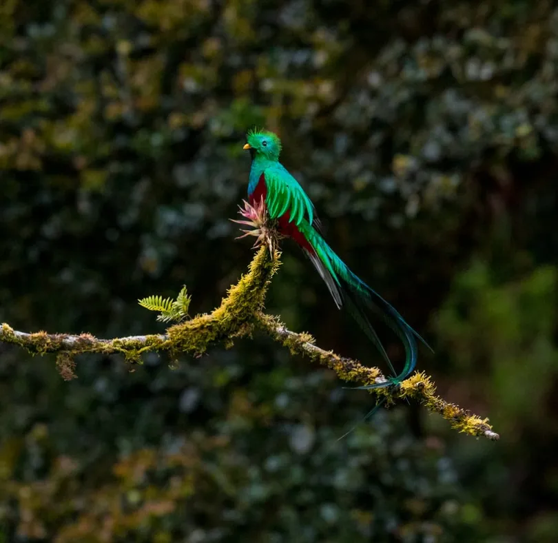 De kleurrijke quetzal, een groot onderdeel van de wildlife in Costa Rica.