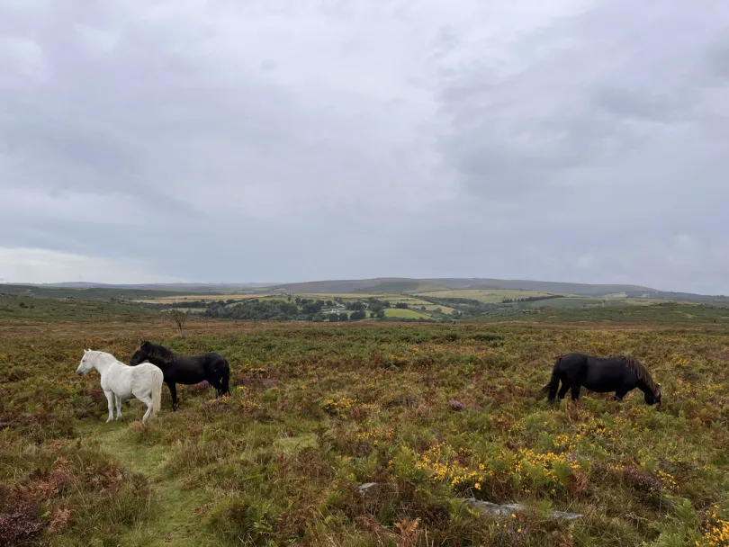 Dartmoor NP Cornwall - Engeland.