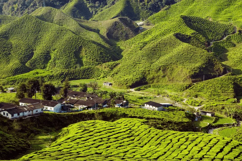 Glooiende heuvels van Cameron Highlands met uitzicht op een theeplantage.