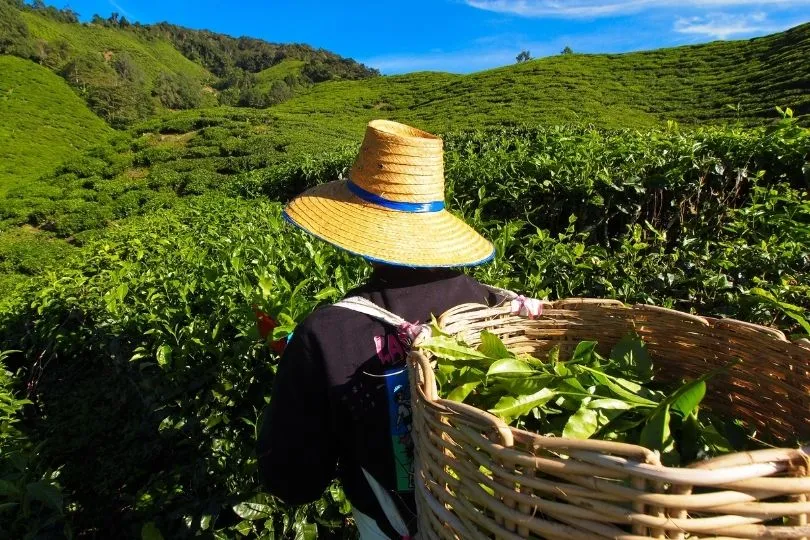 Cameron Highlands met uitzicht op de velden en een theeplukken met een mand vol met thee.