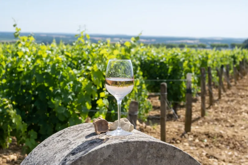 Witte wijn in de Bourgogne proeven.