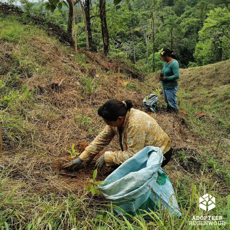 Reforestation Adopteer regenwoud