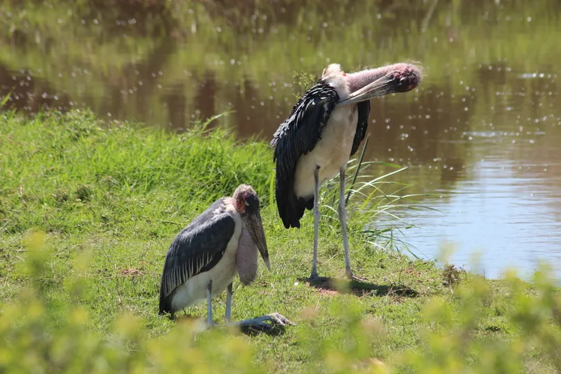 Twee maraboes staan aan de oever van een waterplas in Tanzania.