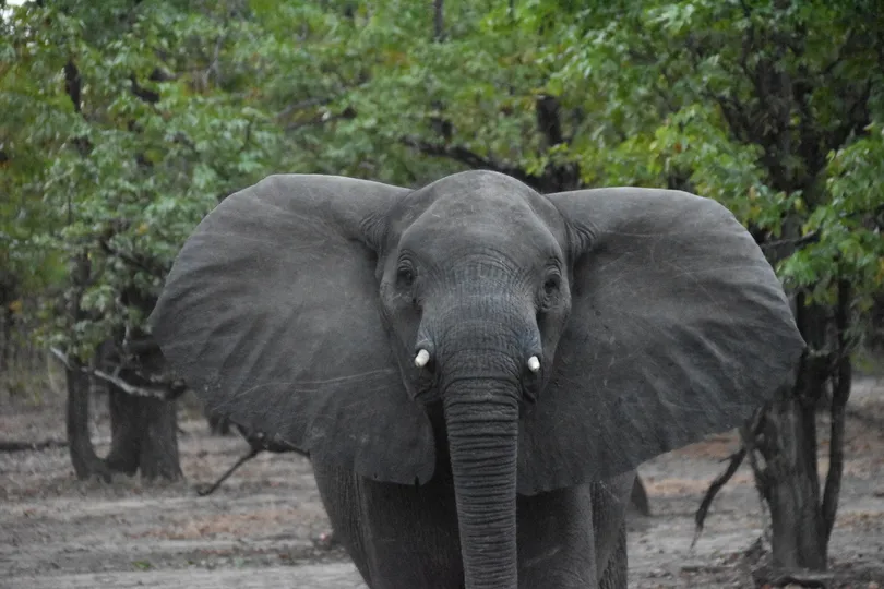 Olifant in Malawi.