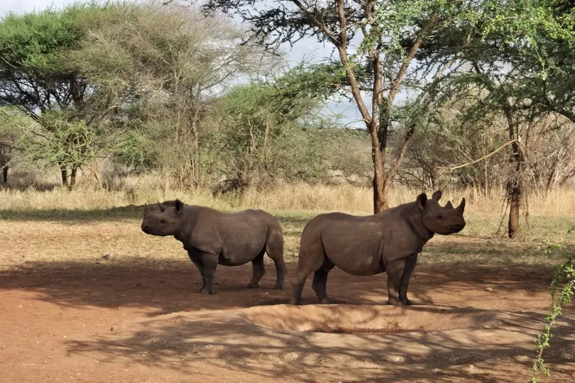 Neushoorn in Tanzania