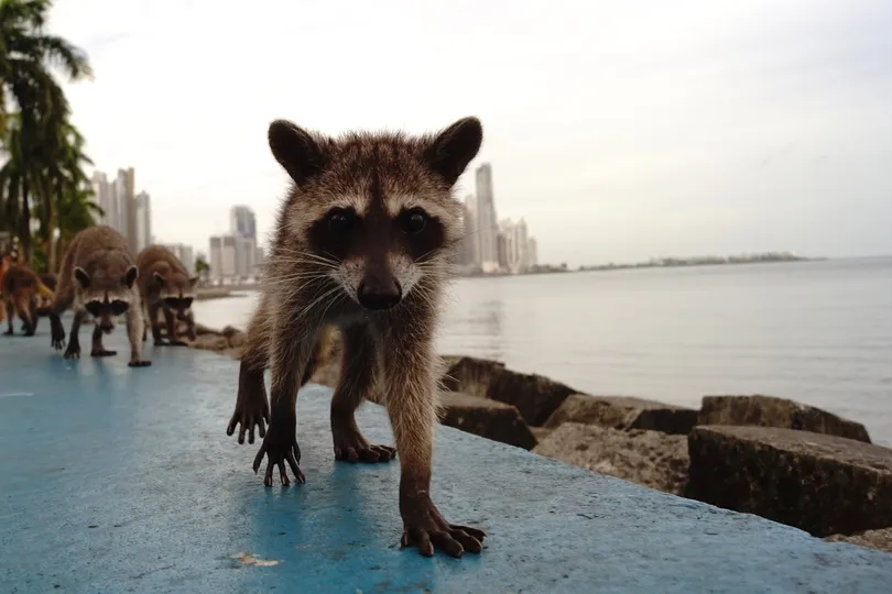 Een wasbeer kijkt in de camera aan de kust van Panama, met de skyline op de achtergrond.