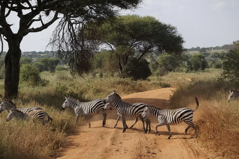 Zebra's in Tanzania.