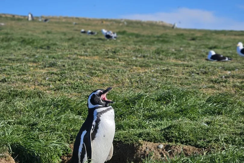 Pinguïn in Argentinië.