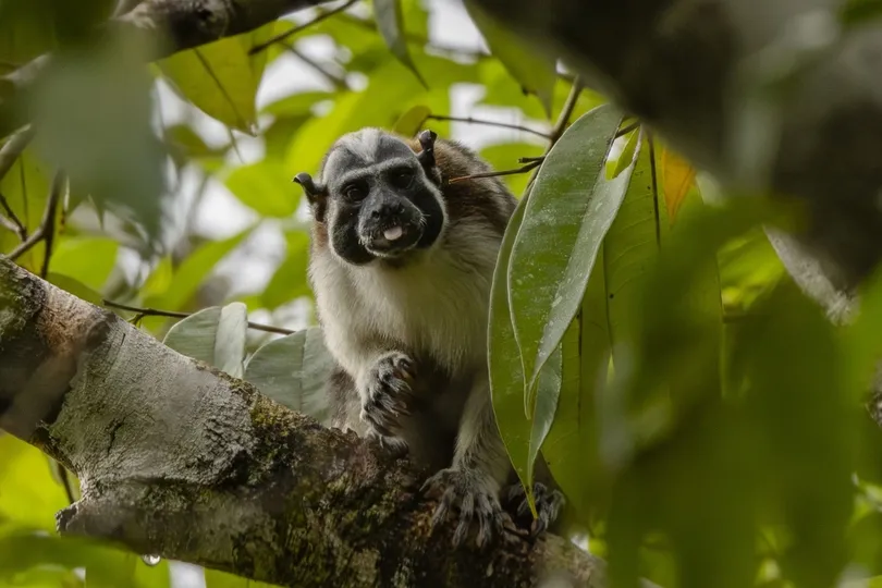 Aap in Colombia.