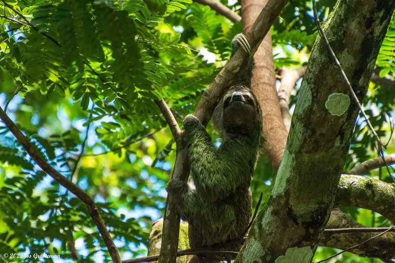 Luiaard in Costa Rica.