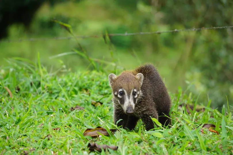 Neusbeer in het groene regenwoud van Costa Rica.