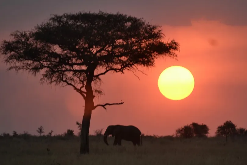 Boom en olifant in Tanzania bij mooie zonsondergang.