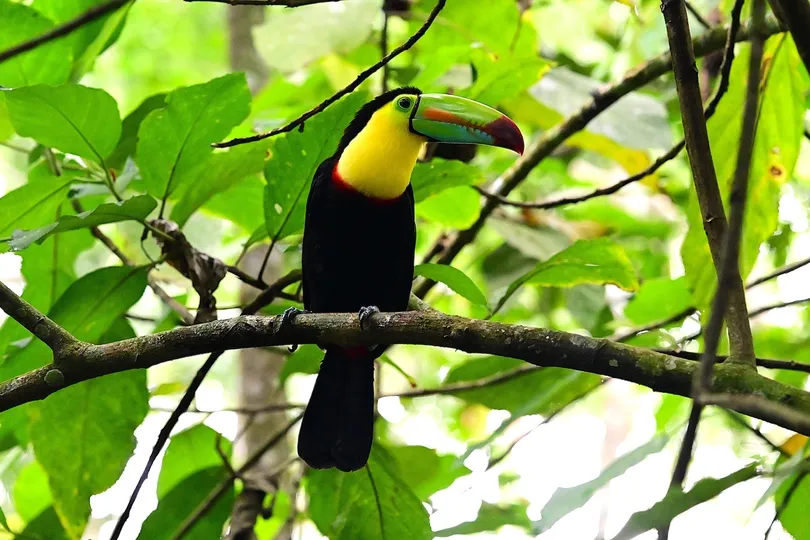 Toekan in Costa Rica.