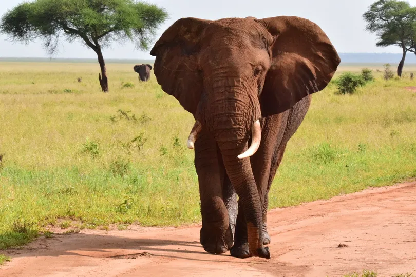Olifant in Tanzania.