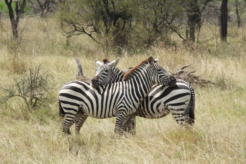 Twee zebra's in Tanzania.